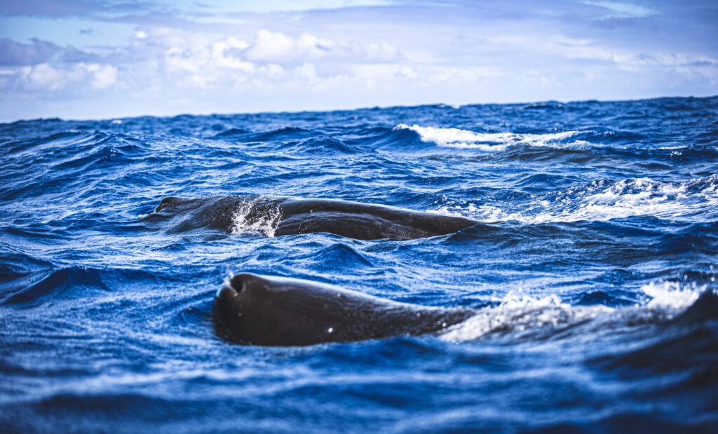 Mehrere Pottwale schwimmen dicht unter der Wasseroberfläche im Indischen Ozean.