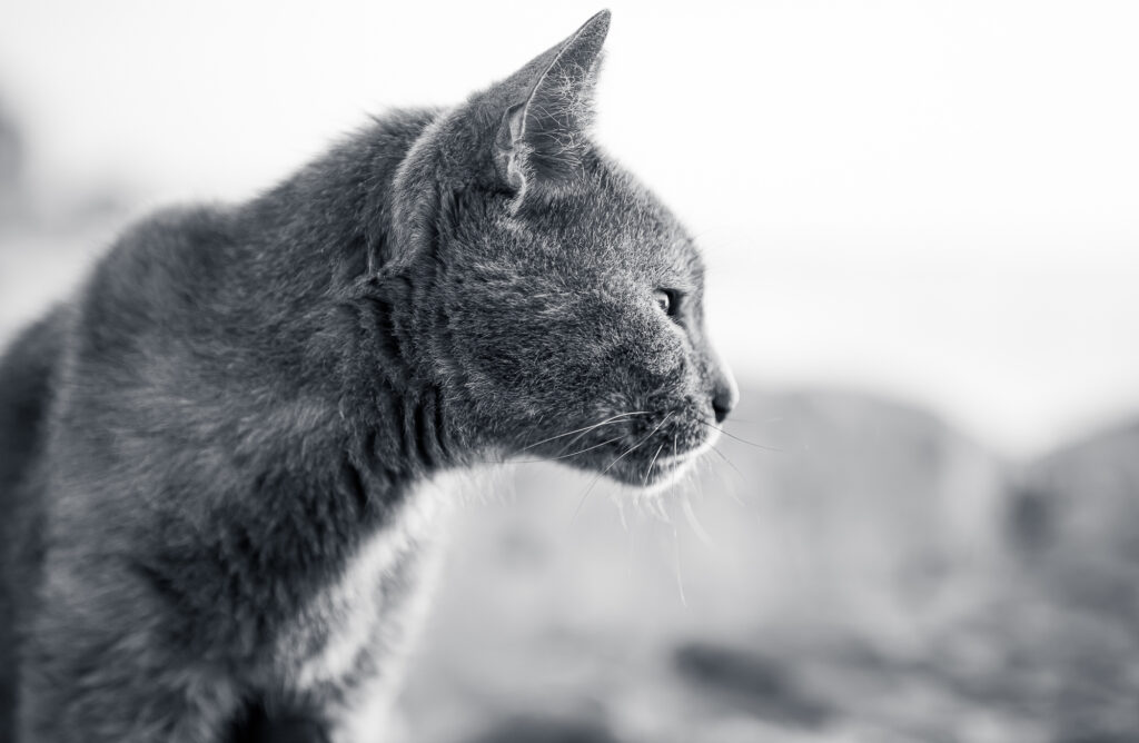 Schwarz-weiß Aufnahme einer Katze im Profil, die aufmerksam zur Seite blickt.