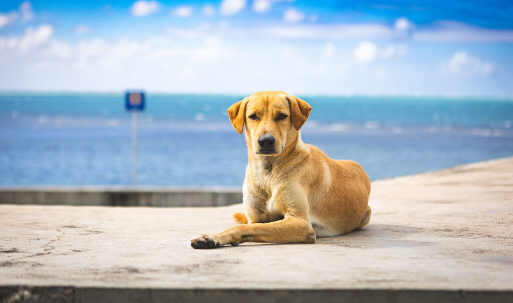 Brauner Hund liegt entspannt auf Betonfläche am Meer auf Mauritius, im Hintergrund blauer Himmel und Ozean.