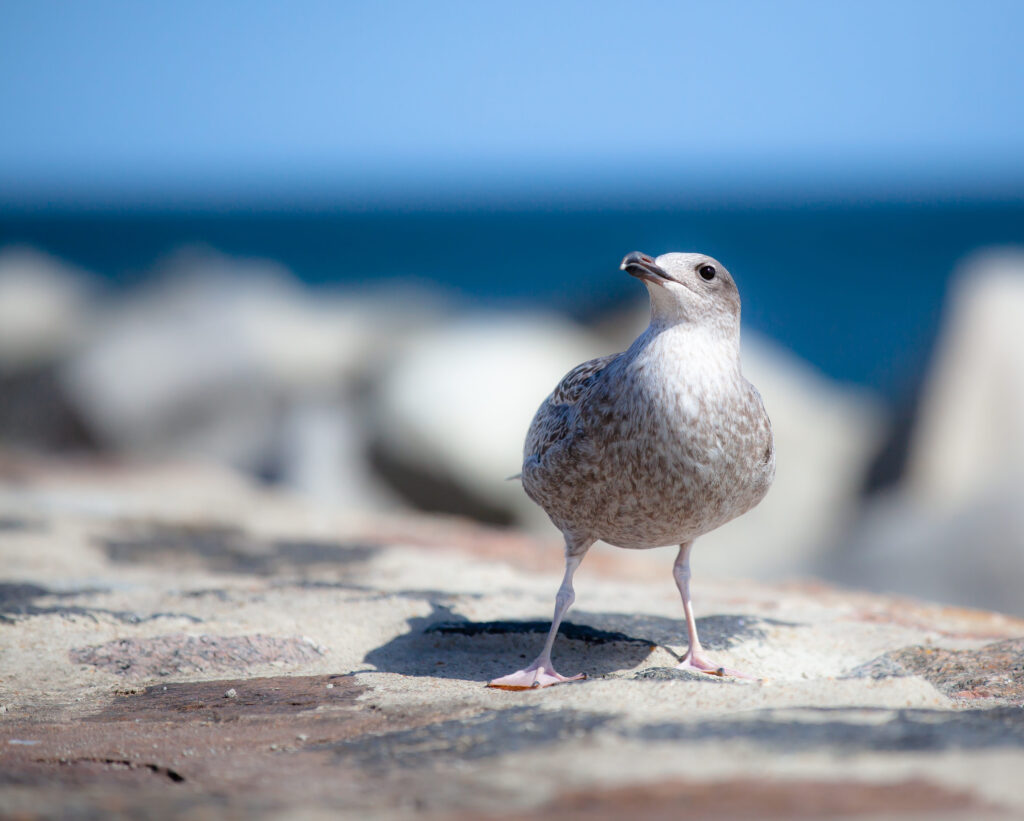 Junge Möwe steht auf einer Steinmauer mit Blick aufs Meer unter blauem Himmel.