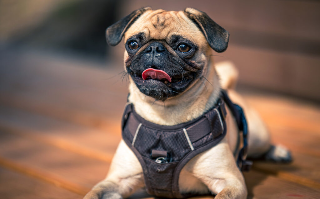 Mops liegt entspannt auf Holzboden, trägt ein Geschirr und streckt hechelnd die Zunge heraus.
