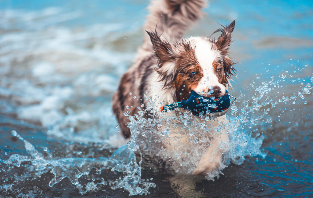 Hund rennt durch spritzendes Wasser am Strand und trägt ein Spielzeug im Maul.
