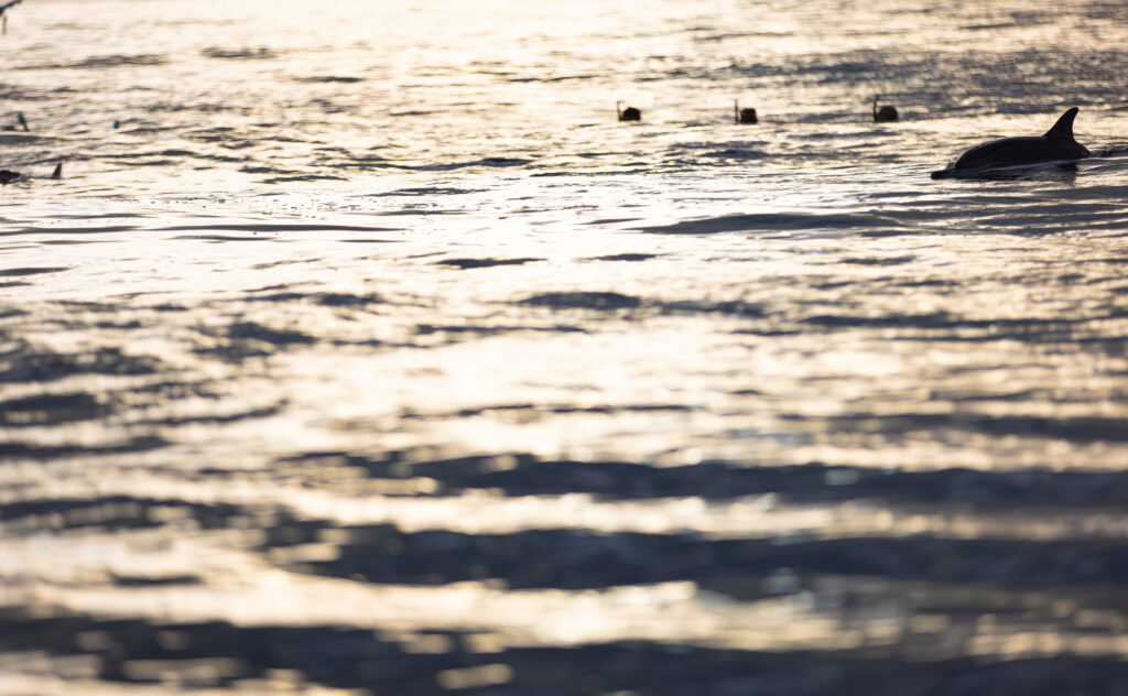 Delfin schwimmt bei Sonnenuntergang durch glitzerndes Wasser, im Hintergrund sind Schnorchler zu sehen.