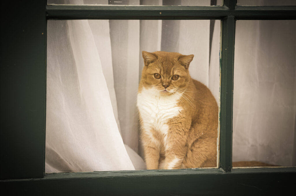 Braun-weiße Katze sitzt hinter einem Fenster mit weißen Vorhängen und schaut nach draußen.