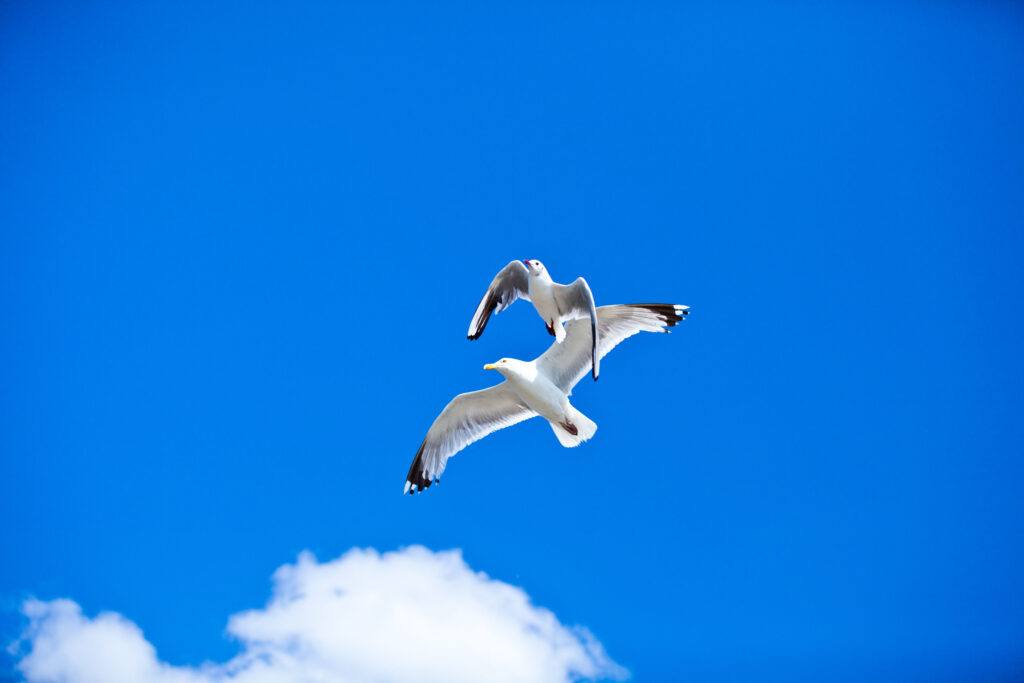 Zwei Möwen fliegen eng beieinander am strahlend blauen Himmel, mit ausgebreiteten Flügeln über einer weißen Wolke.