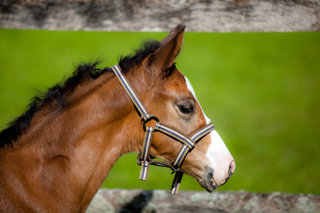 Nahaufnahme eines braunen Fohlens mit weißer Blesse und Halfter, das seitlich vor grünem Hintergrund zu sehen ist.