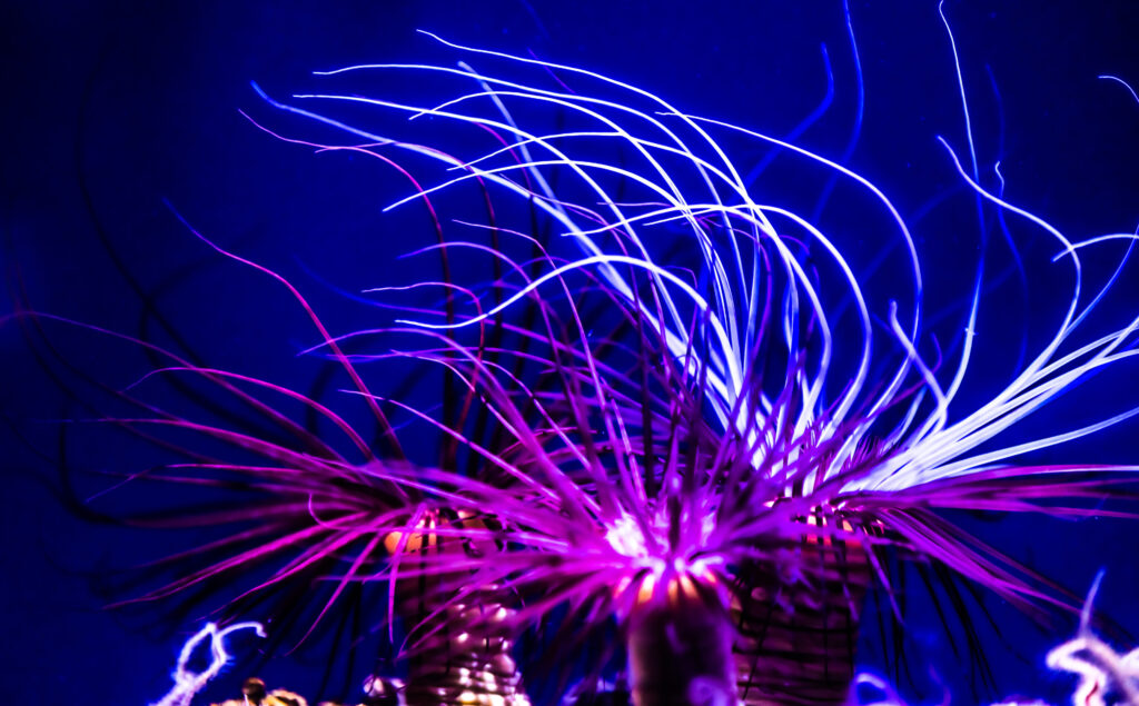 Leuchtende Meerestiere mit langen, violetten und weißen Tentakeln bewegen sich in blauem Wasser.