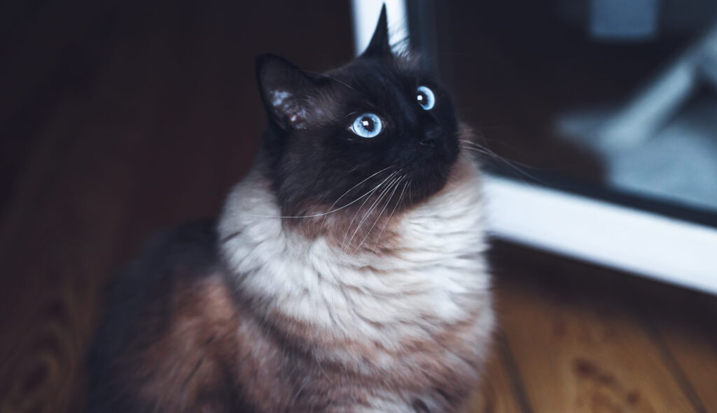Langhaarige Siamkatze mit blauen Augen sitzt aufmerksam im Haus und blickt nach oben.