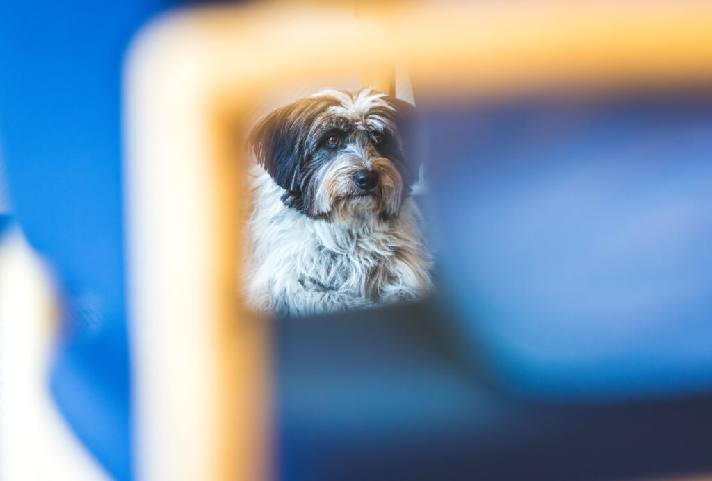 Zotteliger Hund mit schwarzem und weißem Fell schaut durch die Lücke zwischen Stuhllehnen hindurch.