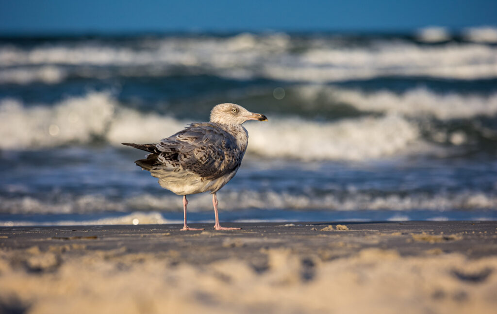 Möwe steht am Strand mit Blick aufs Meer, im Hintergrund rauschen Wellen unter blauem Himmel.
