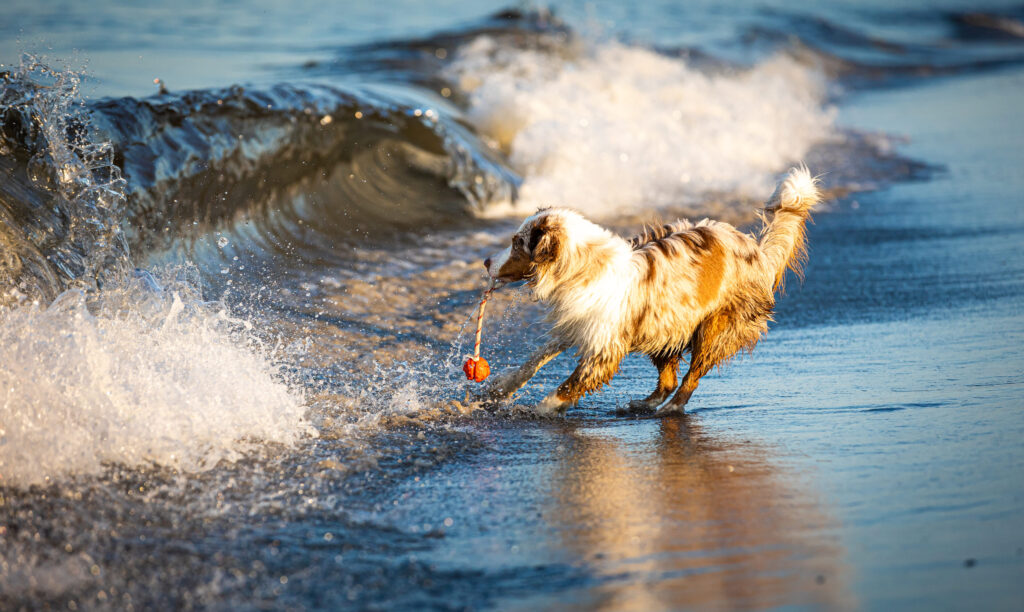 Hund spielt mit Ball im flachen Wasser am Strand, während Wellen im Sonnenlicht brechen.