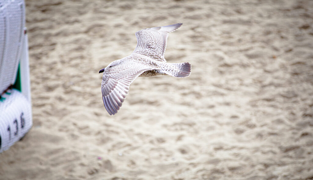 Junge Möwe fliegt knapp über den Sandstrand, Flügel weit ausgebreitet, daneben ein weißer Strandkorb.
