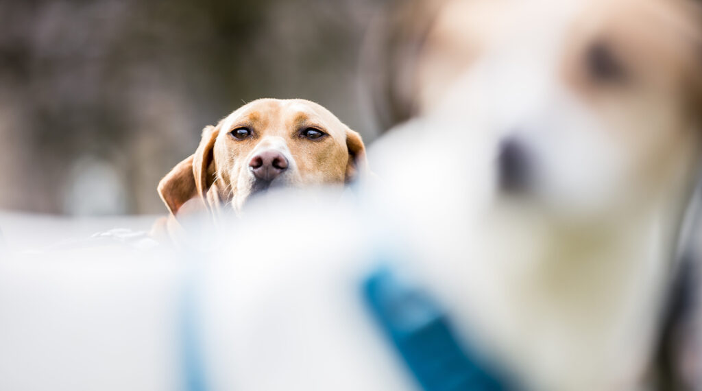 Ein Hund schaut neugierig zwischen einem anderen Hund im Vordergrund hervor, mit fokussiertem Blick und hellbraunem Fell.