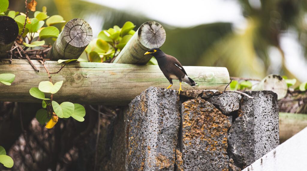 Myna-Vogel mit gelbem Schnabel sitzt auf einer Mauer neben grünen Blättern und Holzstämmen.