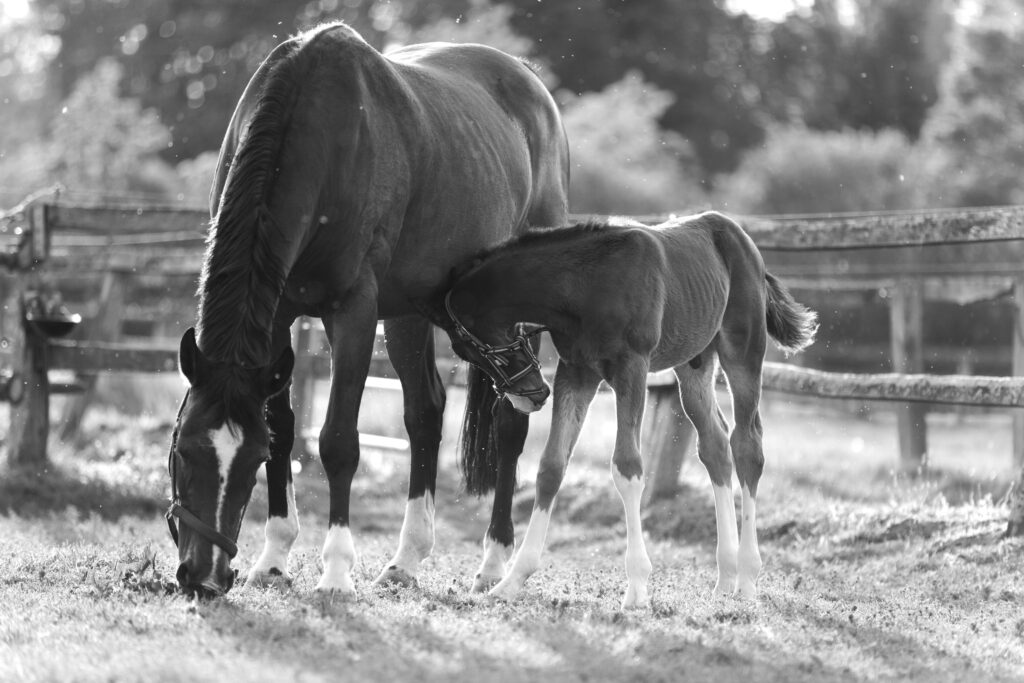 Stute mit Fohlen auf einer Weide, beide senken den Kopf zum Gras, Sonnenlicht fällt durch die Szene.