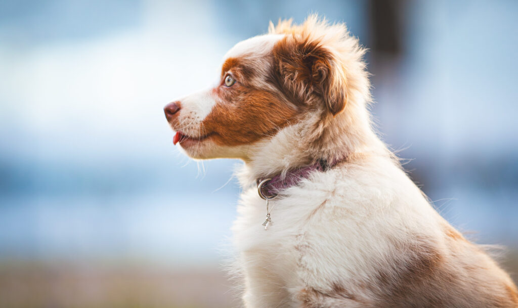 Junger Hund mit hellbraunem Fell und lila Halsband sitzt im Profil, schaut aufmerksam nach links, Zunge leicht herausgestreckt.