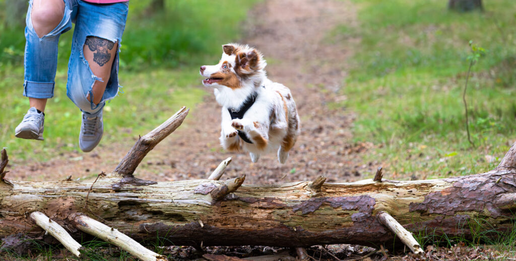 Kleiner Hund springt mit Mensch über Baumstamm im Wald – beide in der Luft, voller Energie und Freude.