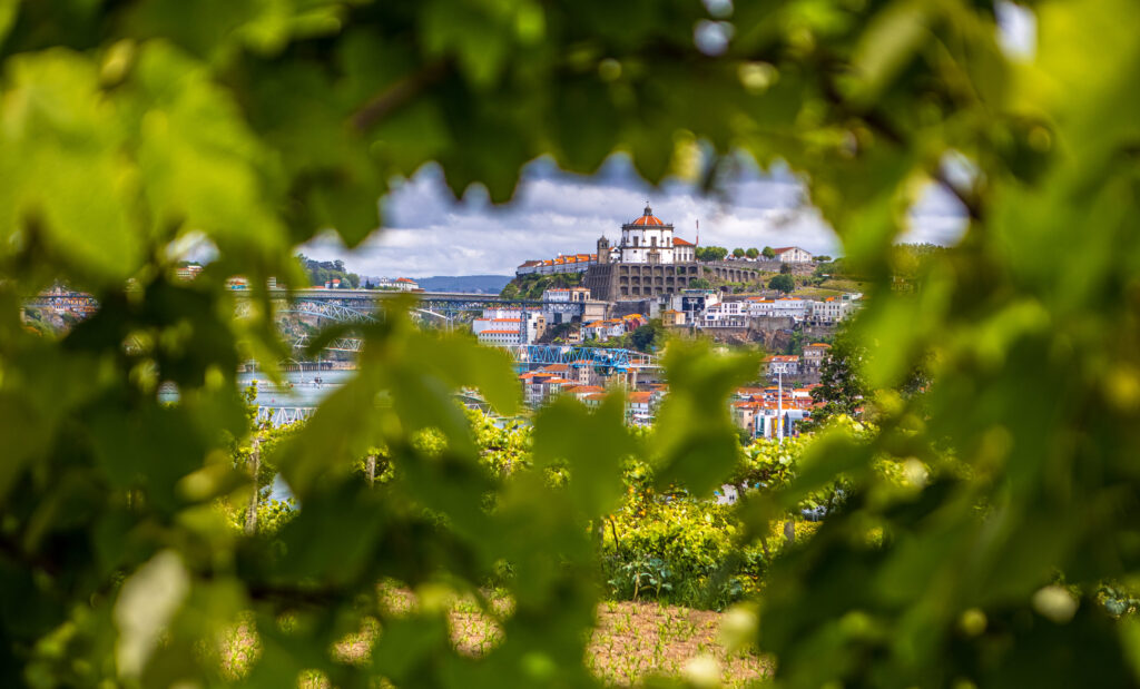 Blick durch Weinblätter auf die Klosteranlage Mosteiro da Serra do Pilar mit Stadtpanorama von Porto in Portugal.