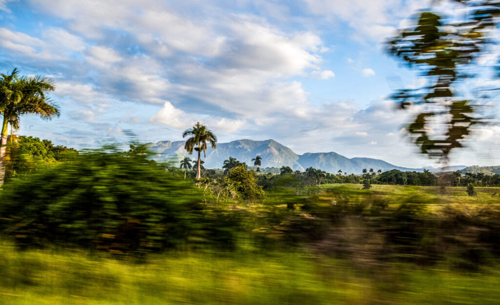 Verschwommene Vegetation im Vordergrund mit Palmen, grüner Landschaft und Bergen im Viñales Tal unter blauem Himmel.