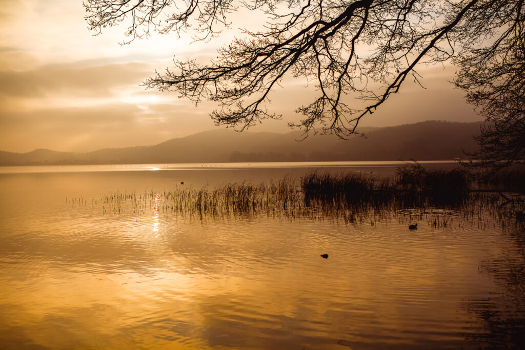 Sonnenuntergang am ruhigen See mit goldenen Wasserreflexen, Schilf im Vordergrund und Silhouette von Bäumen.