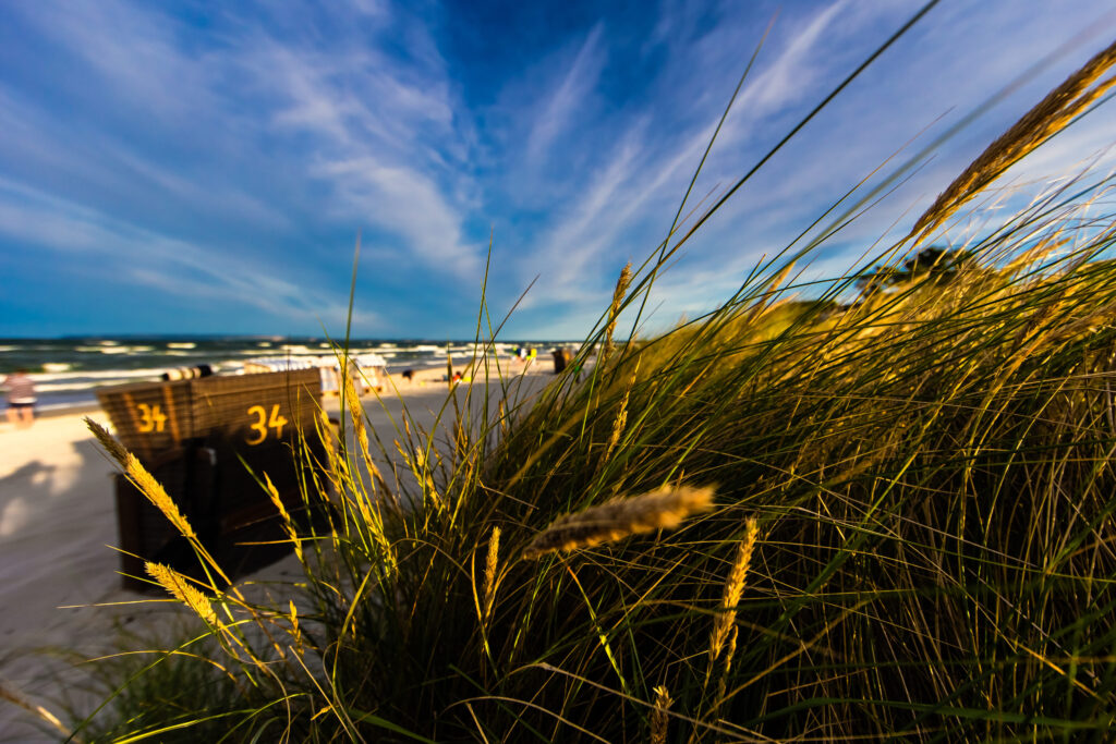 Blick durch Dünenhafer auf Strandkörbe und Wellen am Ostseestrand bei sonnigem Wetter mit blauem Himmel.