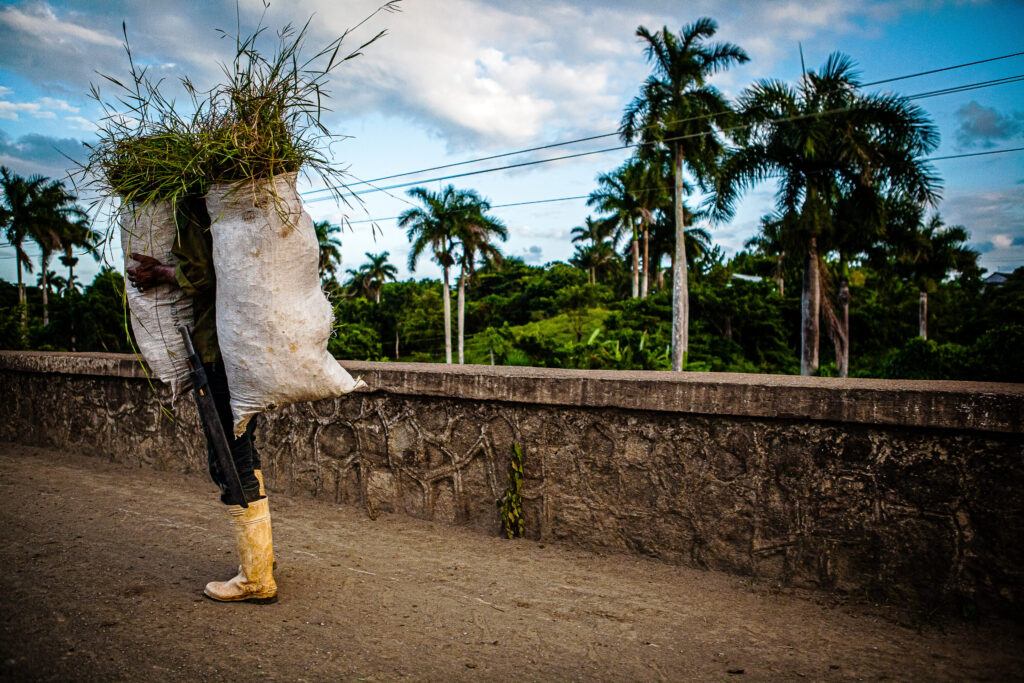 Mann mit Machete und Gras-Säcken läuft nach der Ernte auf Gehweg vor Palmen in tropischer Landschaft auf Kuba.